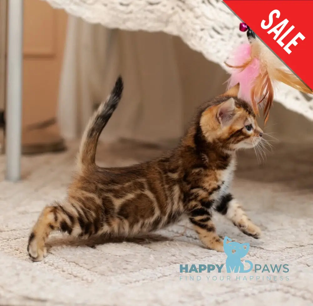 Jelly Bengal female black spotted tabby live animals
