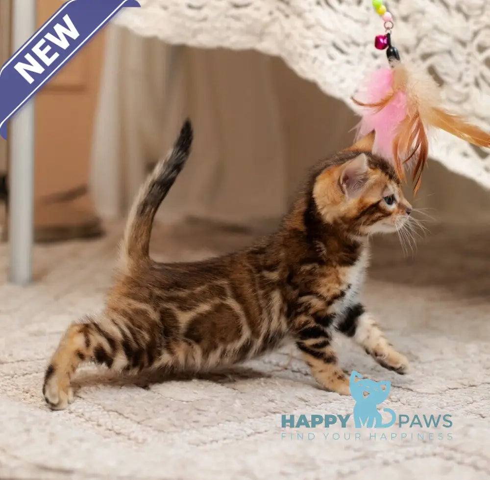 Jelly Bengal female black spotted tabby live animals