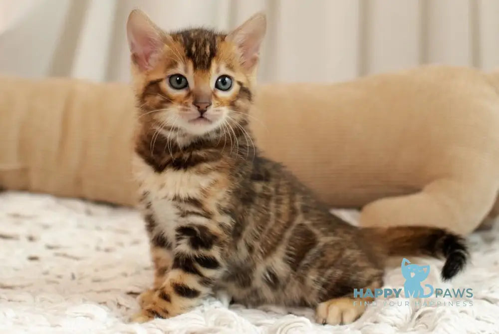 Jelly Bengal female black spotted tabby live animals
