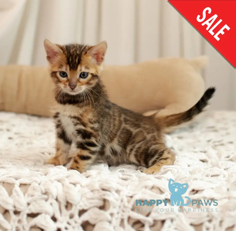 Jelly Bengal female black spotted tabby live animals