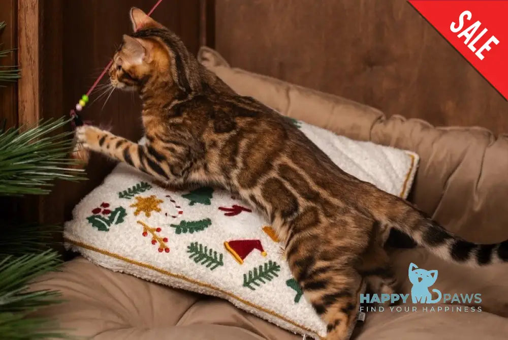 Jelly Bengal female black spotted tabby live animals