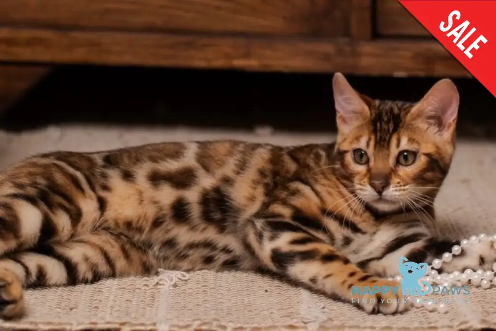 Jelly Bengal female black spotted tabby live animals