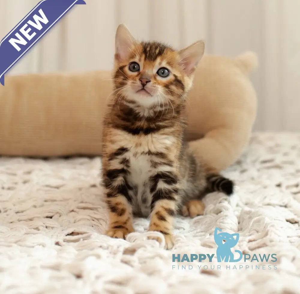 Jelly Bengal female black spotted tabby live animals