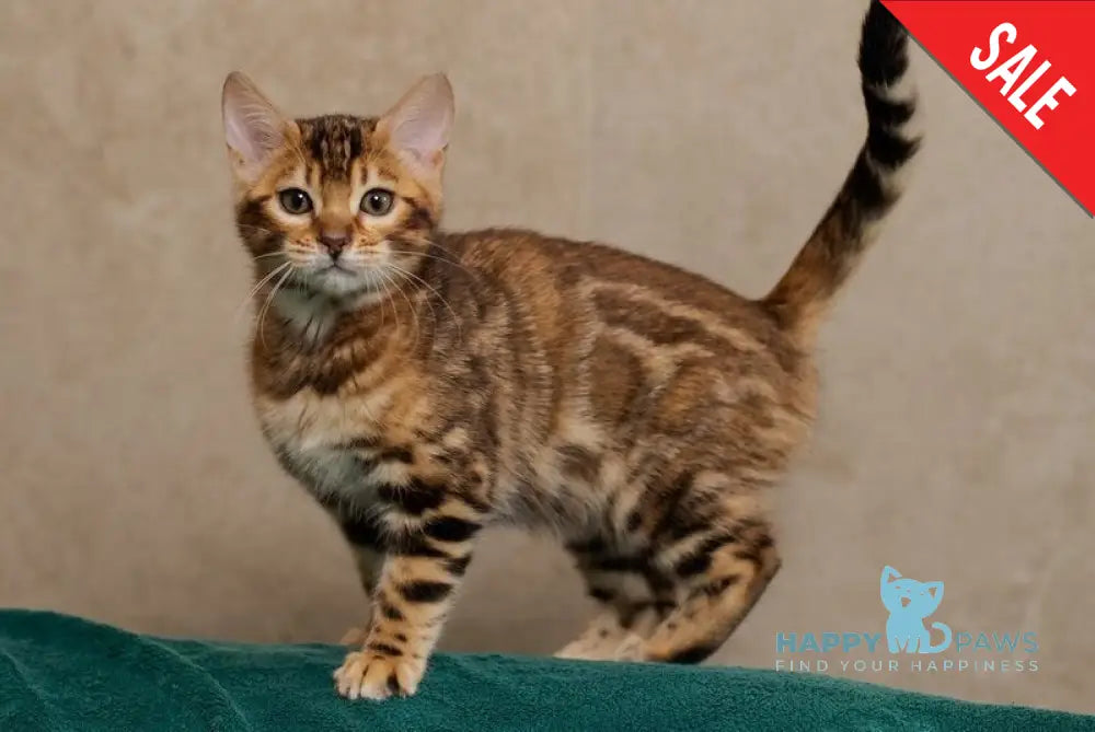 Jelly Bengal female black spotted tabby live animals