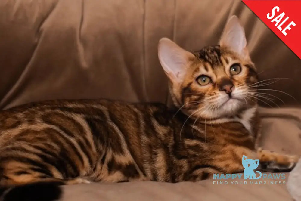 Jelly Bengal female black spotted tabby live animals