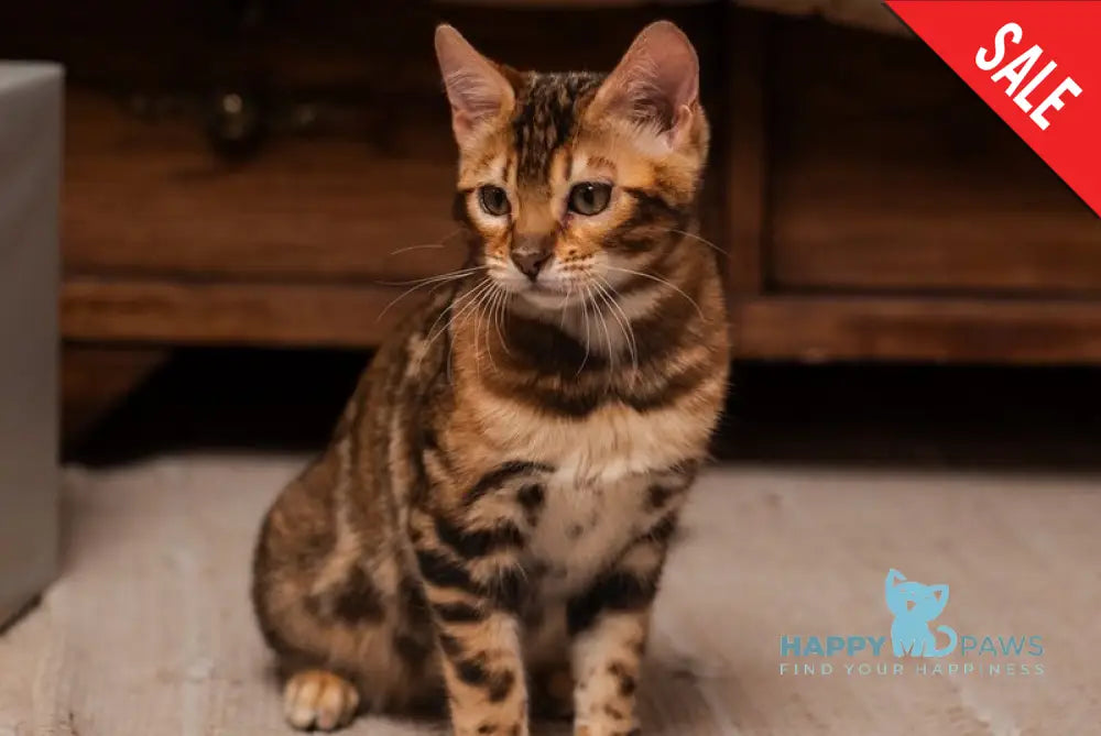 Jelly Bengal female black spotted tabby live animals