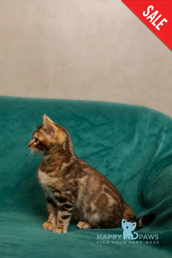 Jelly Bengal female black spotted tabby live animals