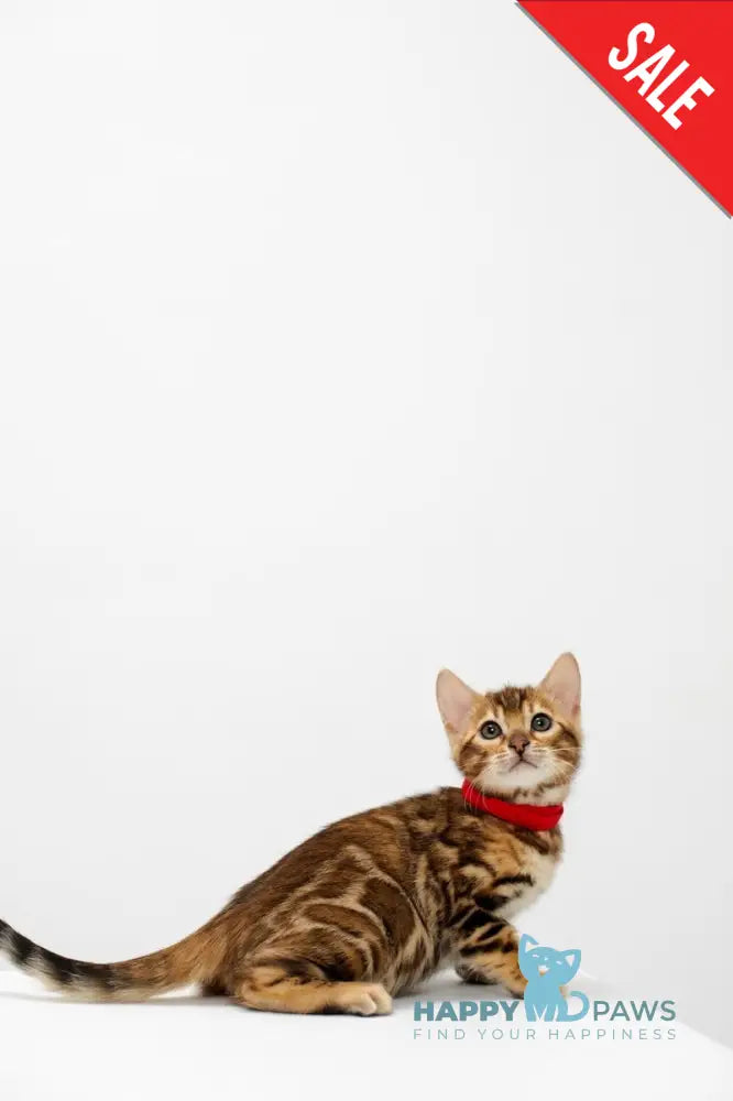 Jelly Bengal female black spotted tabby live animals