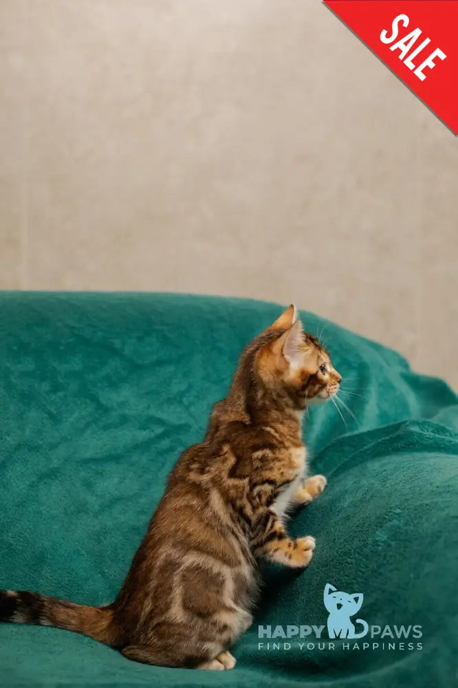 Jelly Bengal female black spotted tabby live animals