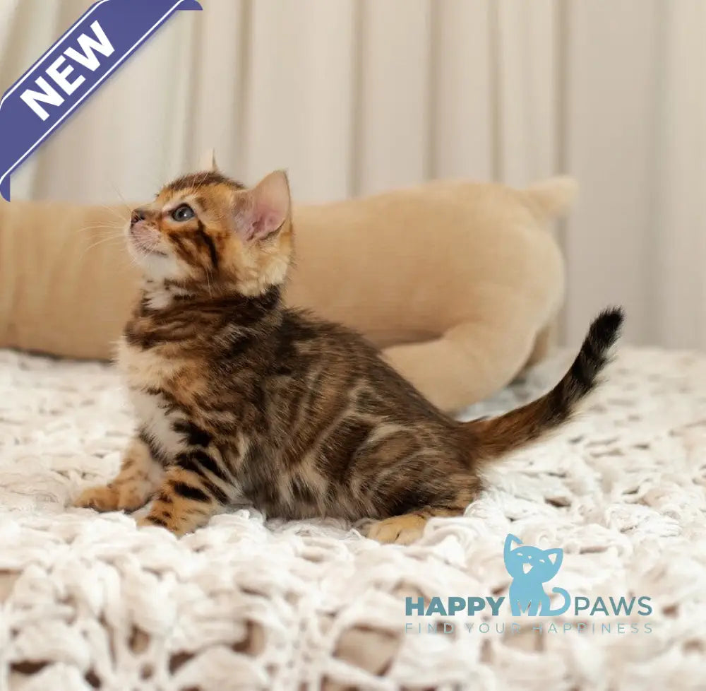 Jelly Bengal female black spotted tabby live animals
