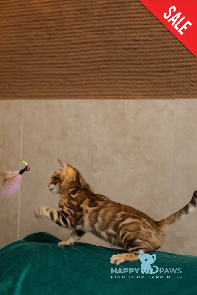 Jelly Bengal female black spotted tabby live animals