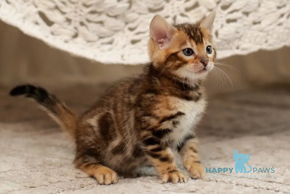 Jelly Bengal female black spotted tabby live animals