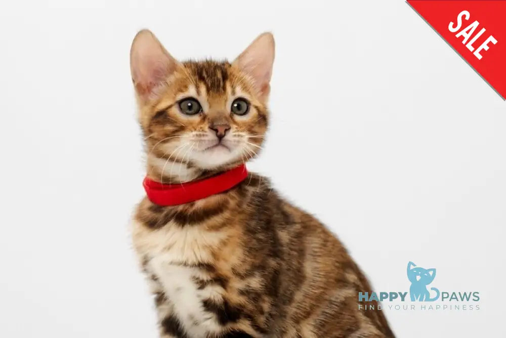 Jelly Bengal female black spotted tabby live animals