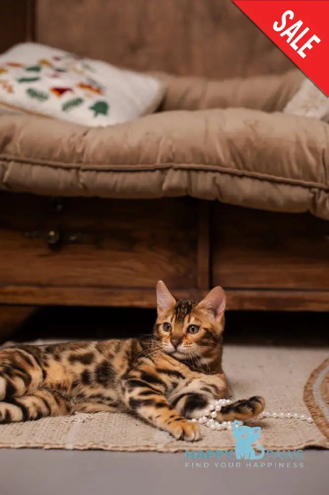 Jelly Bengal female black spotted tabby live animals