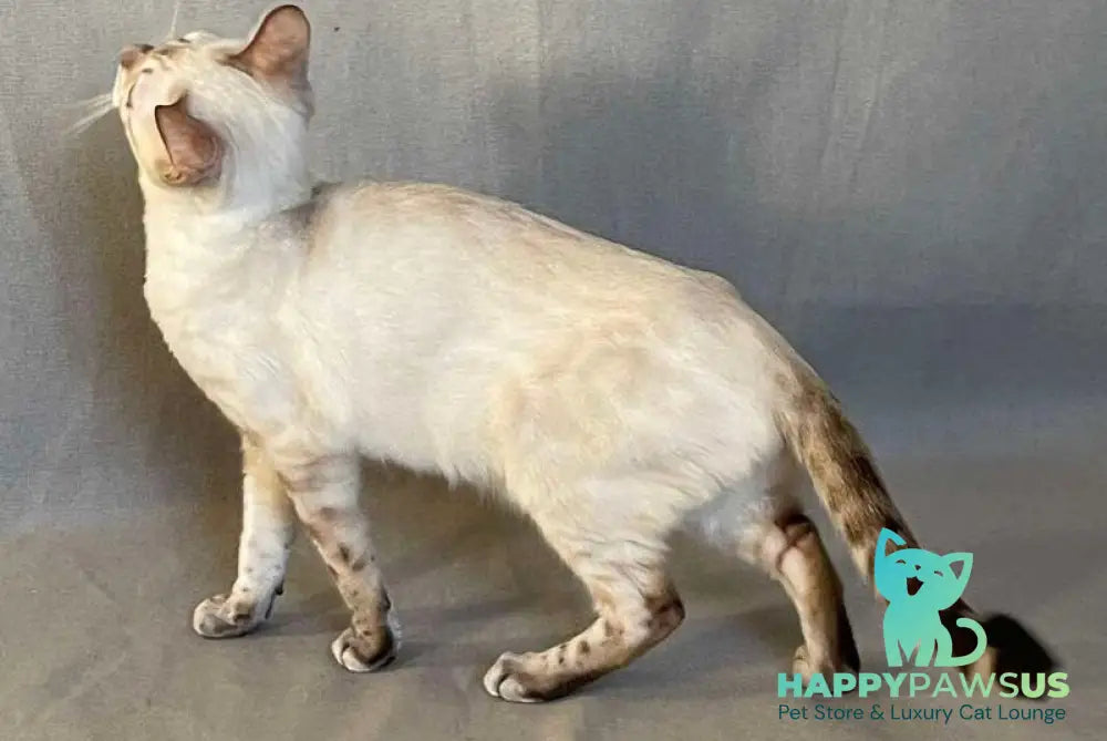 Jelly Bengal female black spotted tabby pointed - live animals