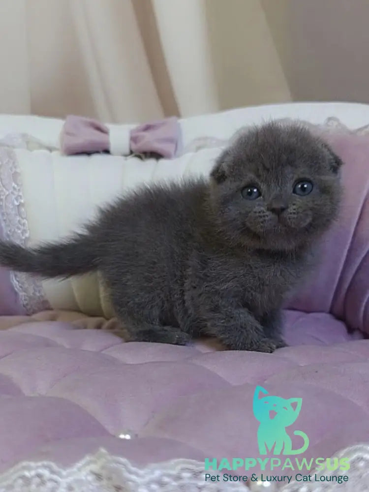 Jelly Scottish Fold female blue - live animals
