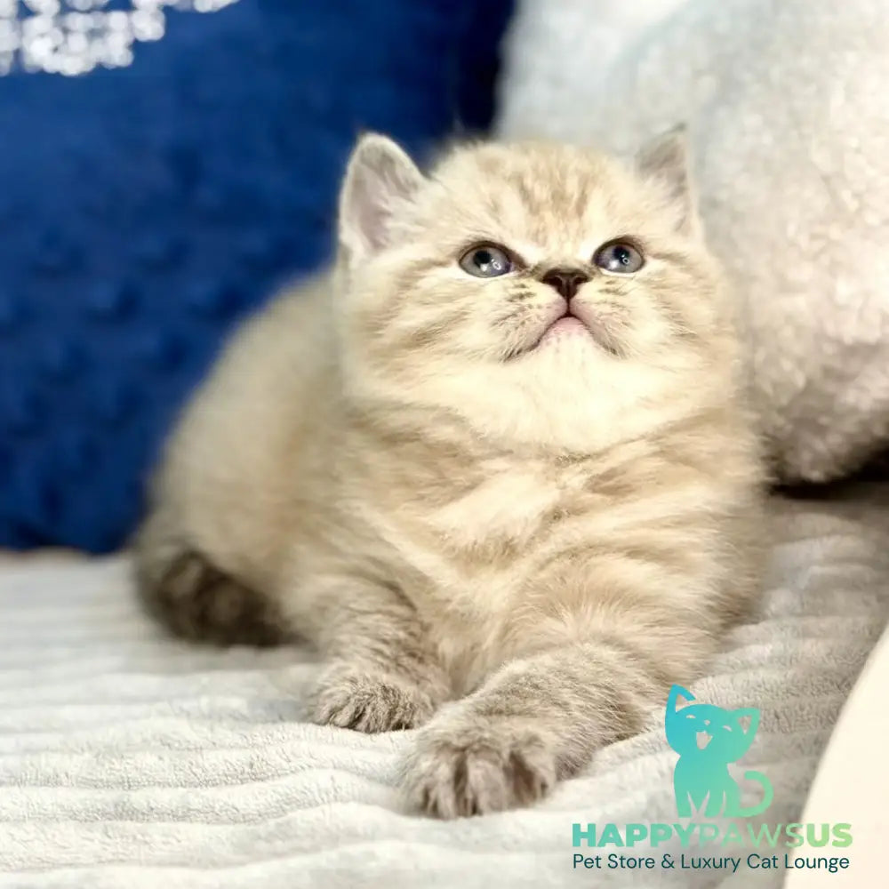 Jelly Scottish Straight female chocolate tabby - live animals