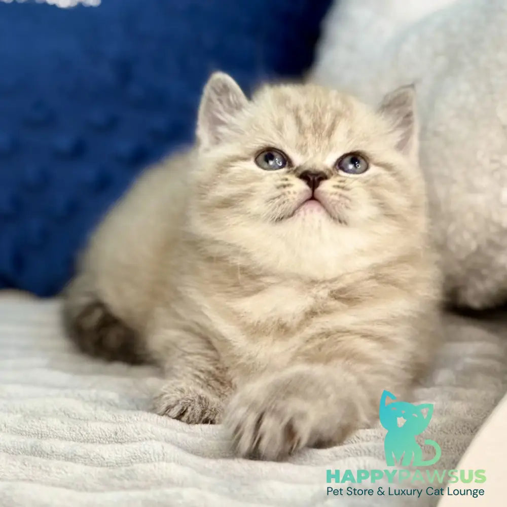 Jelly Scottish Straight female chocolate tabby - live animals