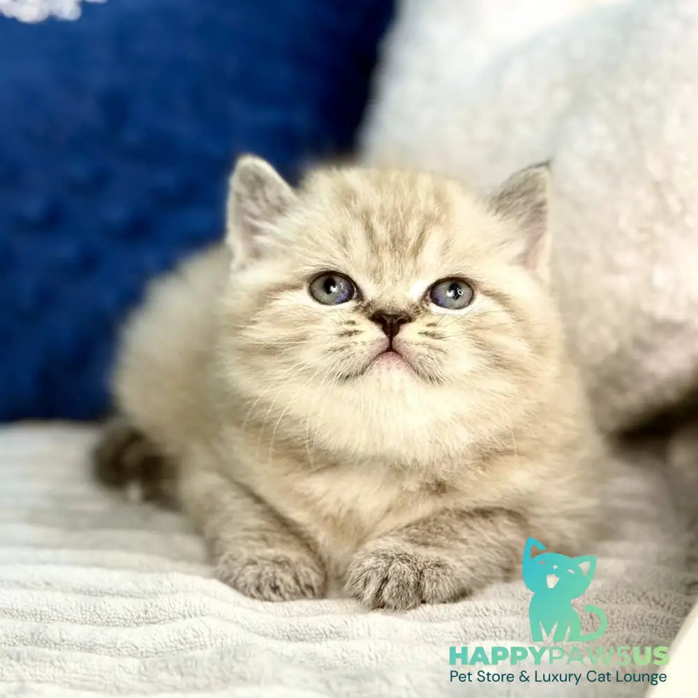 Jelly Scottish Straight female chocolate tabby - live animals