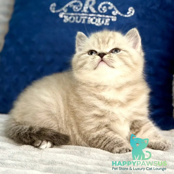 Jelly Scottish Straight female chocolate tabby - live animals