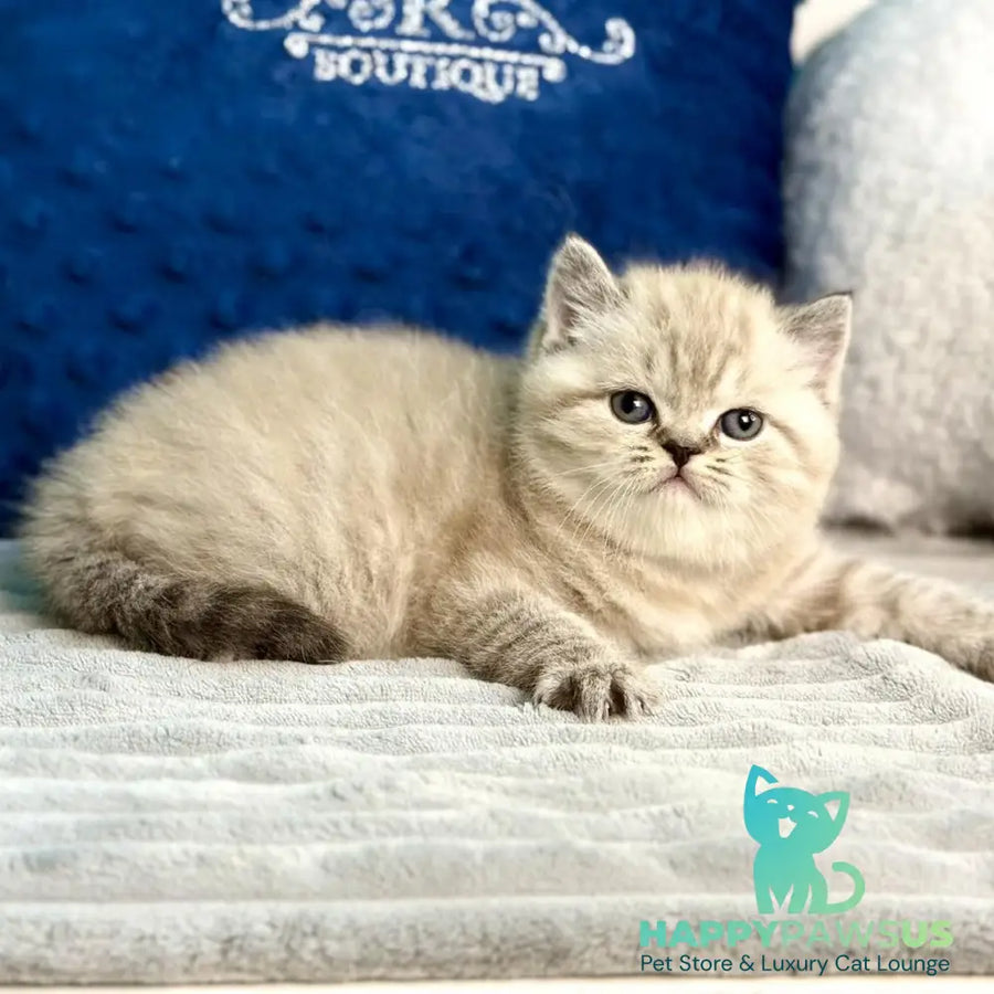 Jelly Scottish Straight female chocolate tabby - live animals