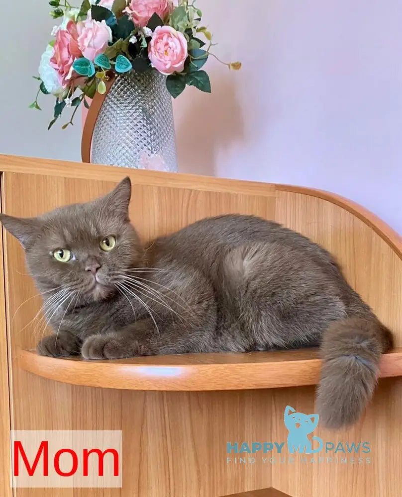 Jem British Shorthair male chocolate live animals