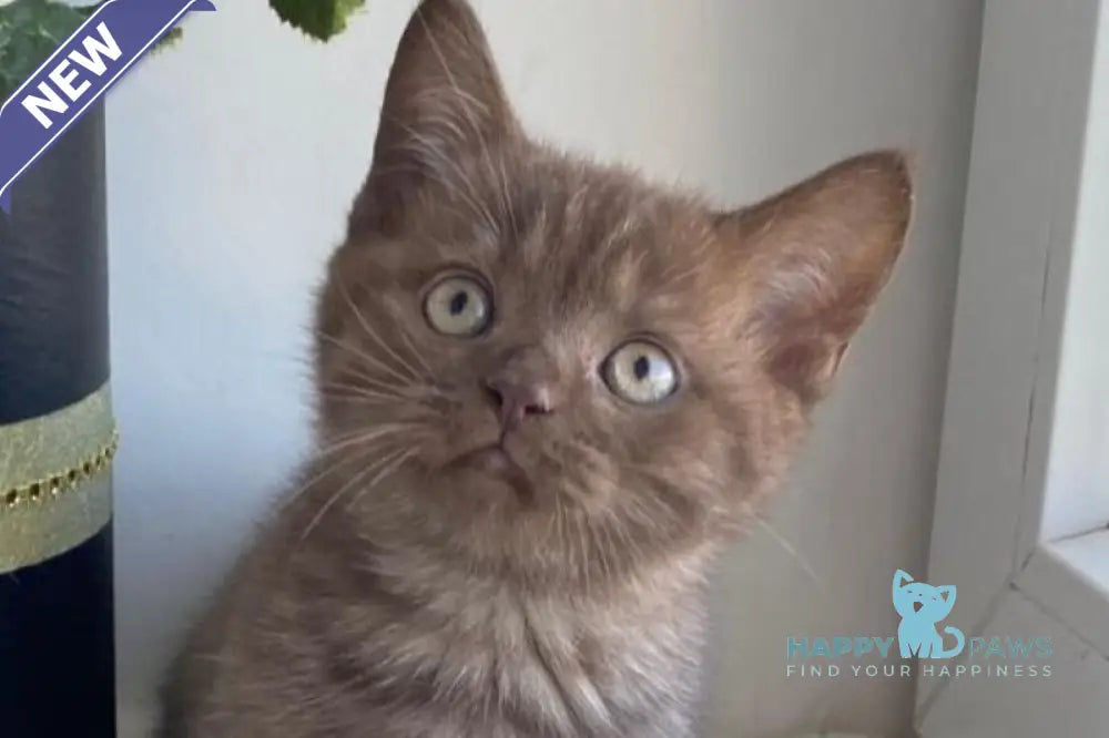 Jem British Shorthair male chocolate live animals