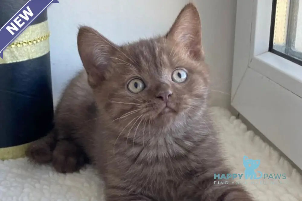 Jem British Shorthair male chocolate live animals