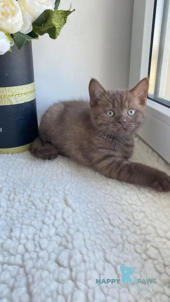 Jem British Shorthair male chocolate live animals