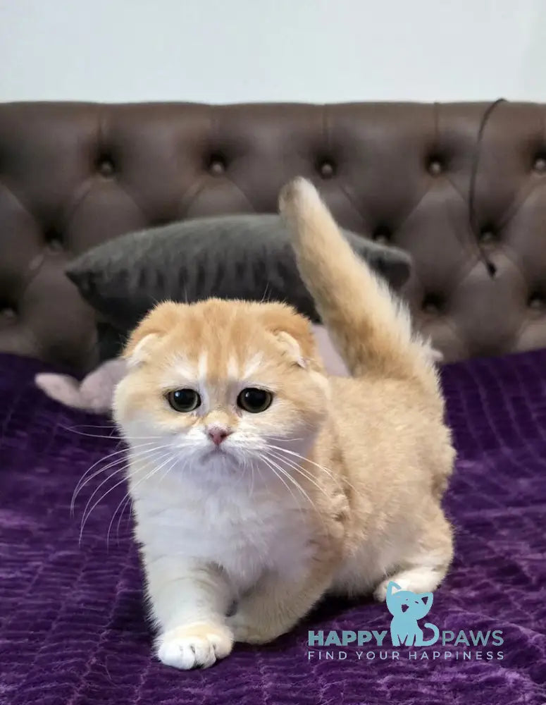 Jema Scottish Fold female black golden chinchilla live animals