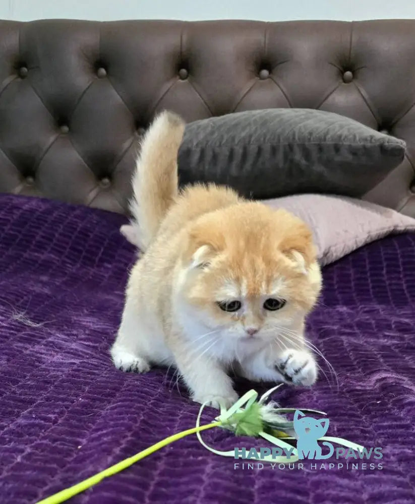 Jema Scottish Fold female black golden chinchilla live animals