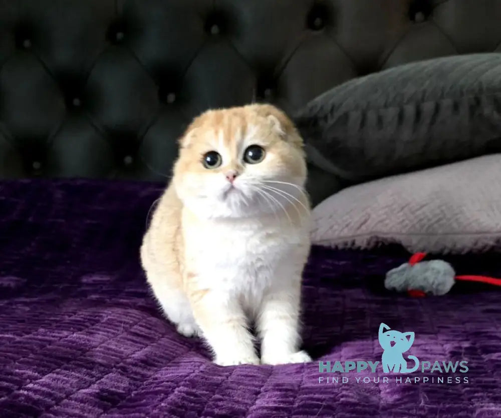 Jema Scottish Fold female black golden chinchilla live animals