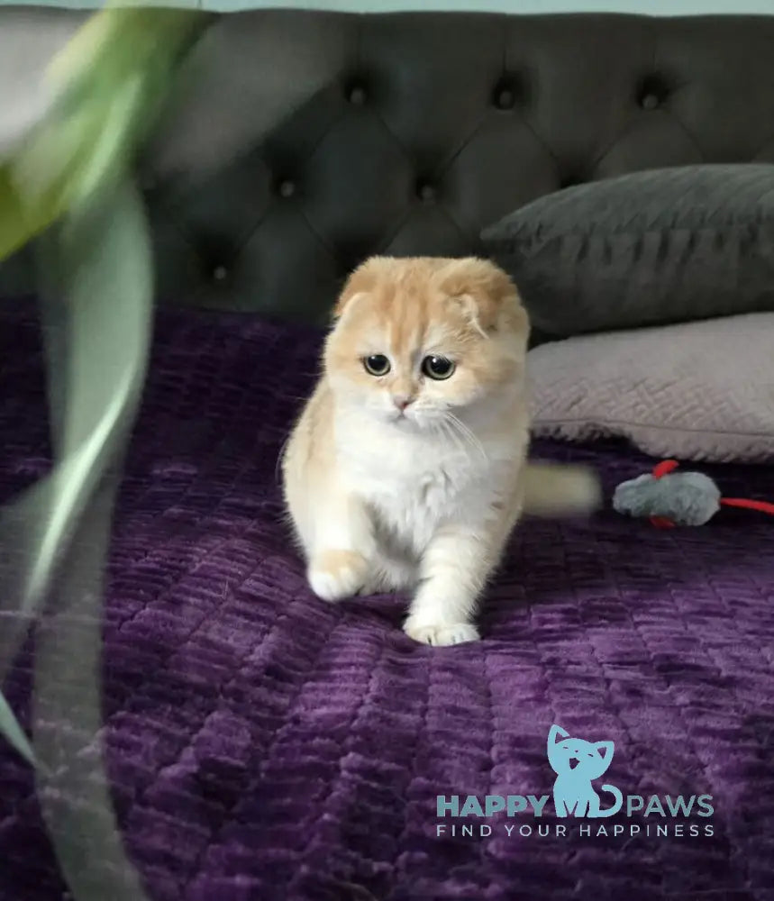 Jema Scottish Fold female black golden chinchilla live animals