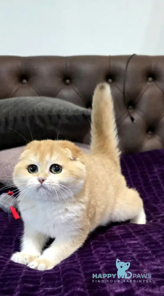 Jema Scottish Fold female black golden chinchilla live animals