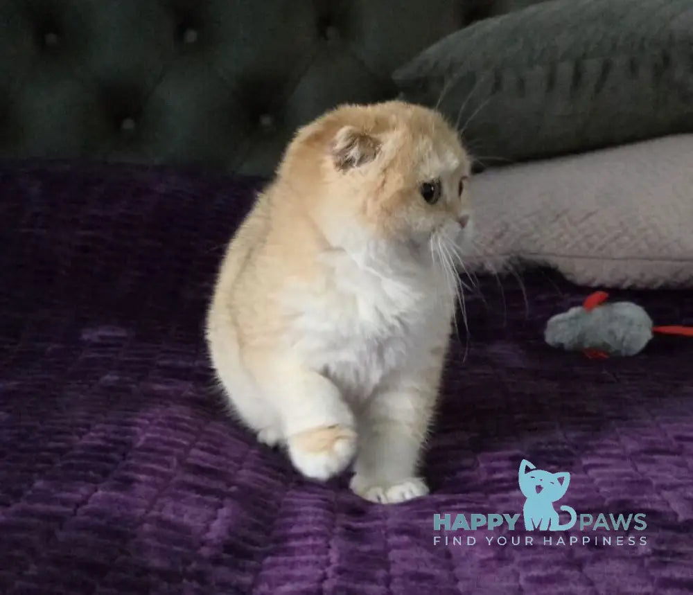 Jema Scottish Fold female black golden chinchilla live animals