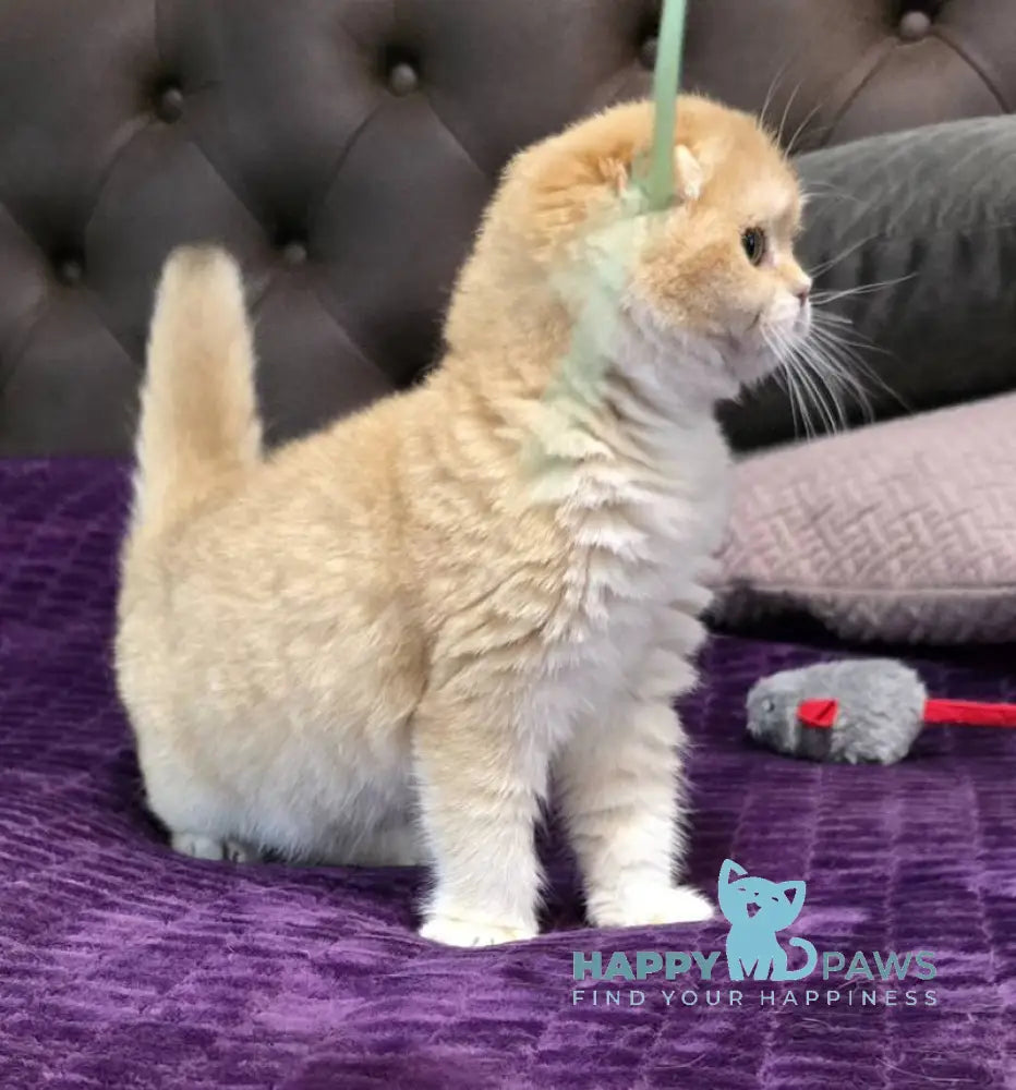 Jema Scottish Fold female black golden chinchilla live animals