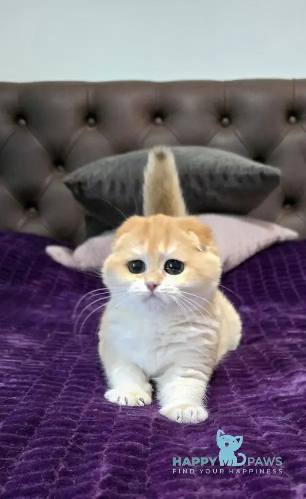 Jema Scottish Fold female black golden chinchilla live animals