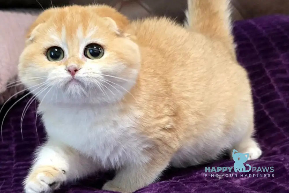 Jema Scottish Fold female black golden chinchilla live animals