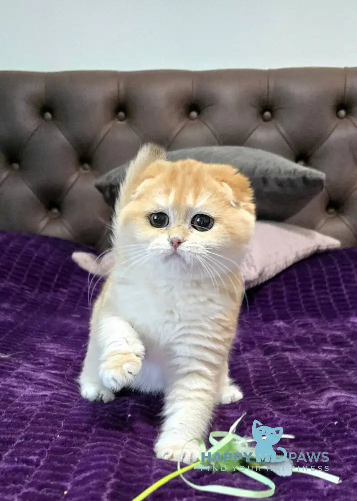 Jema Scottish Fold female black golden chinchilla live animals