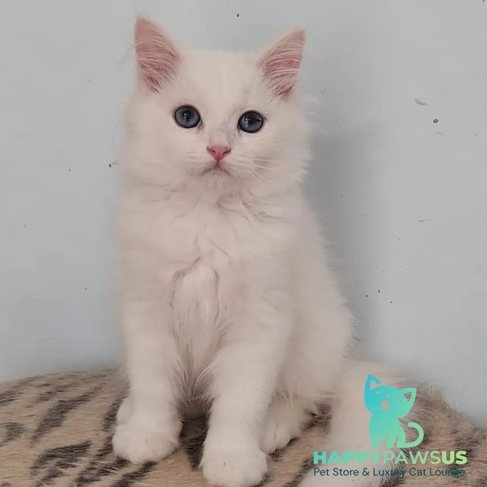 Jemchuzhina Siberian female white - live animals