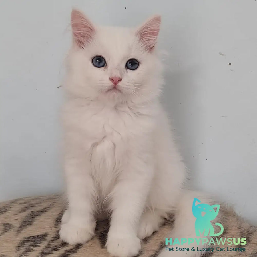Jemchuzhina Siberian female white - live animals