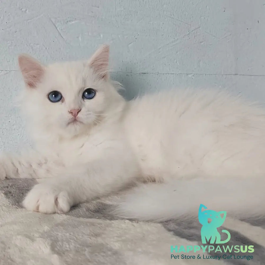 Jemchuzhina Siberian female white - live animals