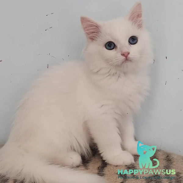Jemchuzhina Siberian female white - live animals