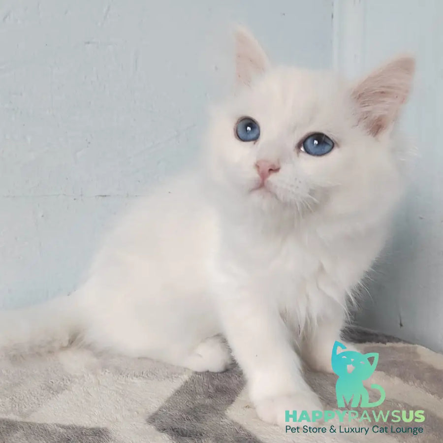 Jemchuzhina Siberian female white - live animals