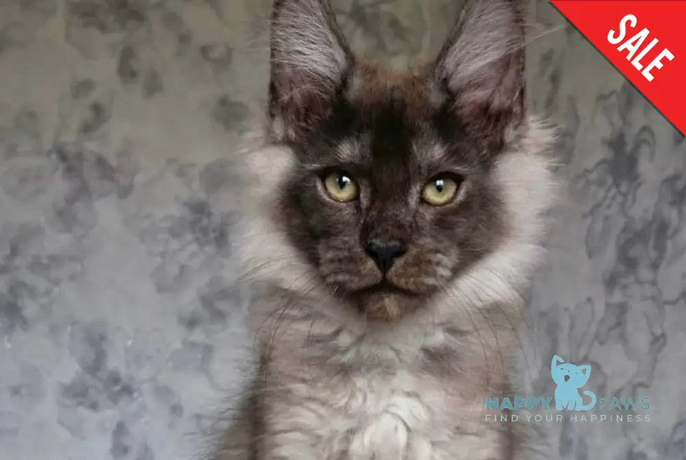 Jemes Maine Coon male black silver live animals