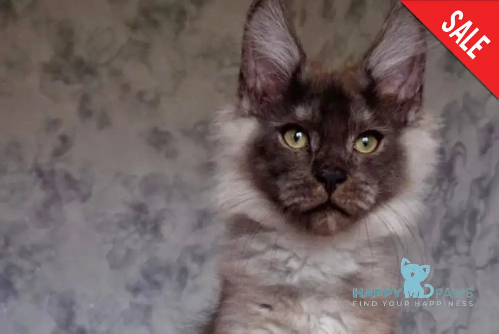 Jemes Maine Coon male black silver live animals