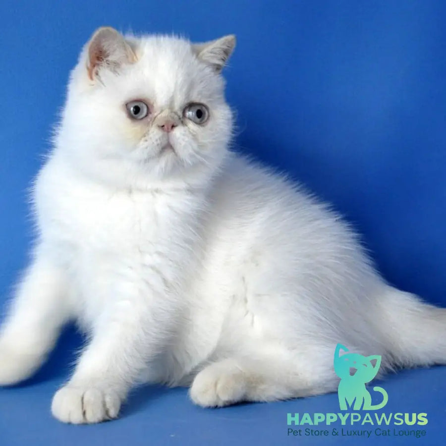 Jemma Exotic female cream pointed - live animals
