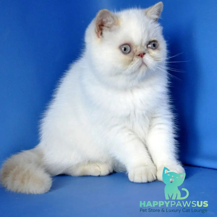 Jemma Exotic female cream pointed - live animals