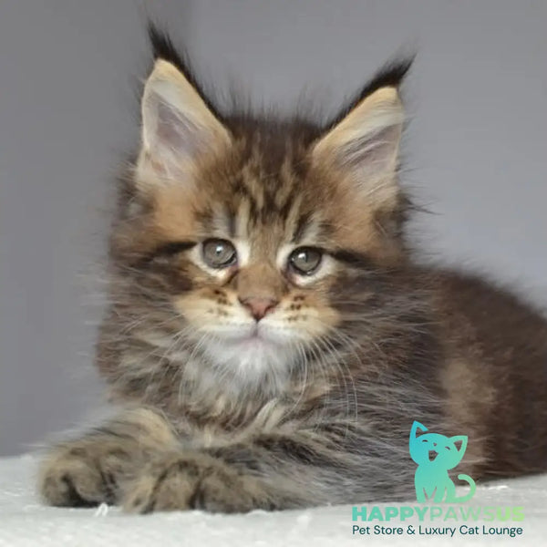 Jemma Maine Coon female black tabby - live animals