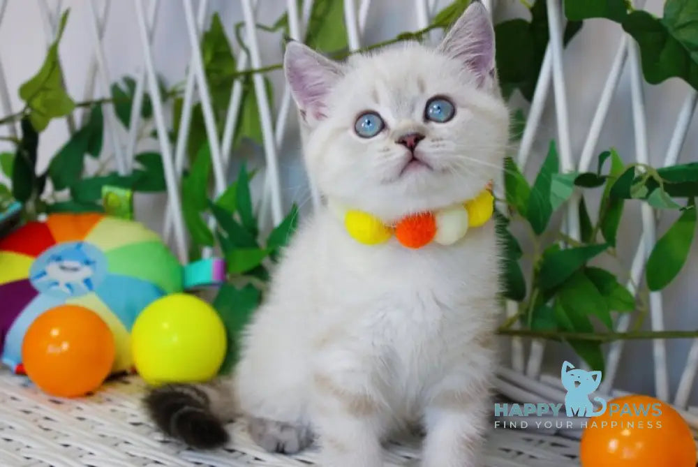 Jemma Scottish Straight female chocolate golden tabby pointed live animals